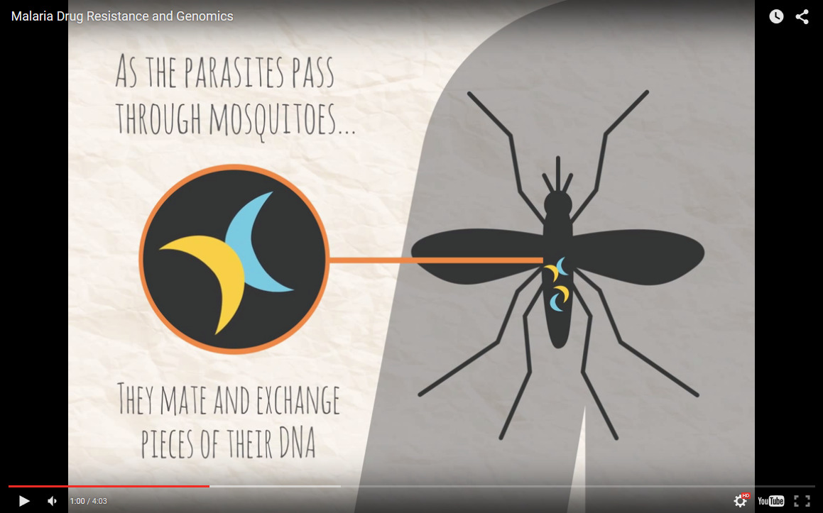 MalariaGEN animation about malaria drug resistance and genomics.
